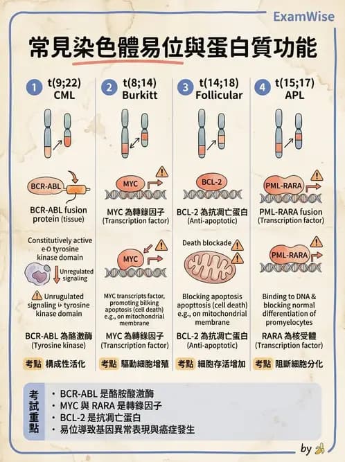醫檢師 - 慢性血液腫瘤與骨髓增生疾患 - AI 圖文解析預覽
