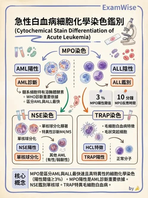 醫檢師 - 急性白血病 - AI 圖文解析預覽