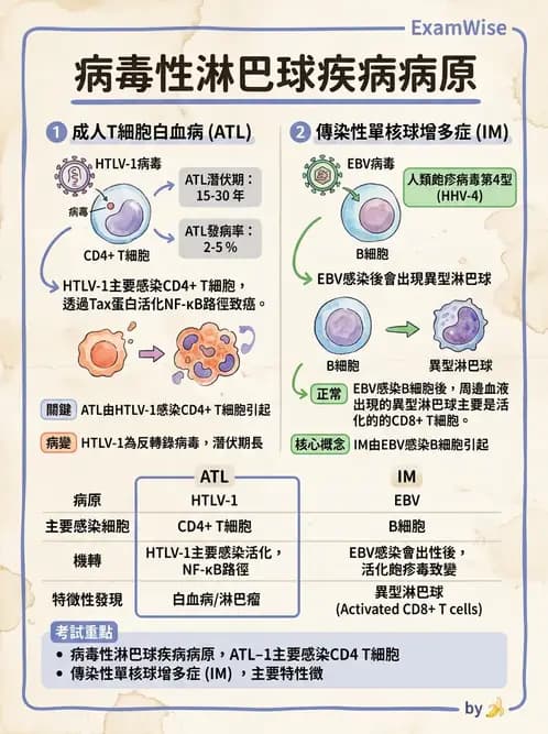 醫檢師 - 淋巴瘤、漿細胞疾病與白血球異常 - AI 圖文解析預覽