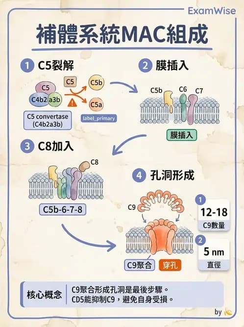 醫檢師 - 白血球生理與形態 - AI 圖文解析預覽