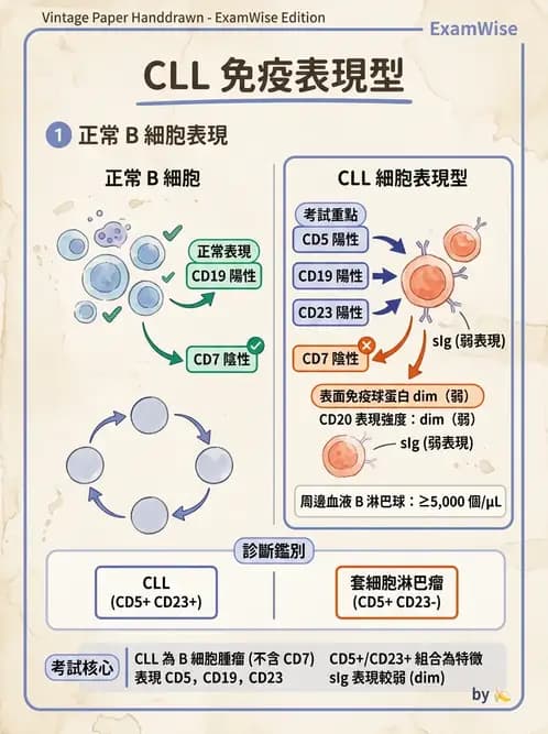 醫檢師 - 慢性血液腫瘤與骨髓增生疾患 - AI 圖文解析預覽