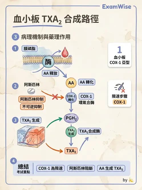 醫檢師 - 血小板與止血生理 - AI 圖文解析預覽