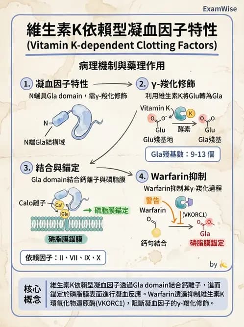 醫檢師 - 凝血因子與凝血檢驗 - AI 圖文解析預覽