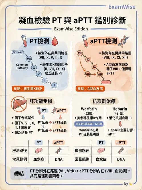 醫檢師 - 凝血因子與凝血檢驗 - AI 圖文解析預覽
