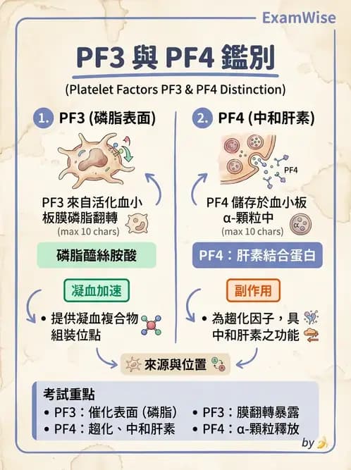 醫檢師 - 血小板與止血生理 - AI 圖文解析預覽