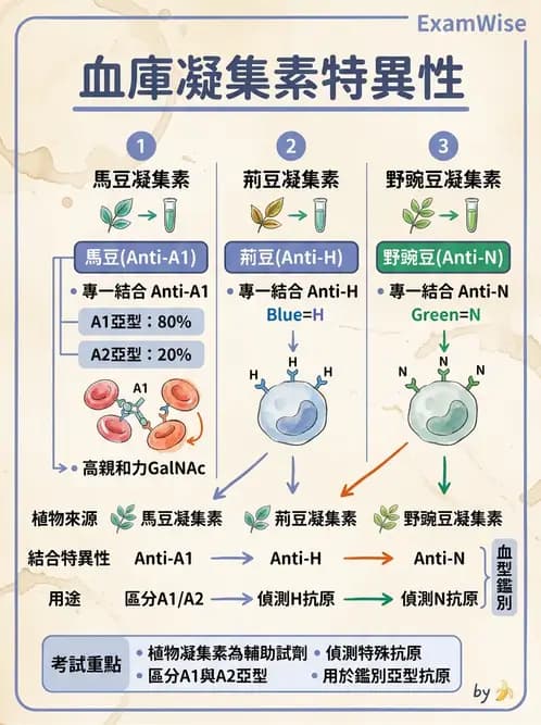 醫檢師 - 紅血球抗原與血型系統 - AI 圖文解析預覽