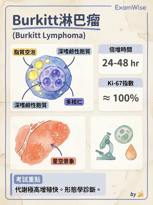 醫檢師 - 淋巴瘤、漿細胞疾病與白血球異常 - AI 圖文解析預覽