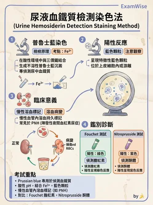 醫檢師 - 尿液化學檢驗 - AI 圖文解析預覽