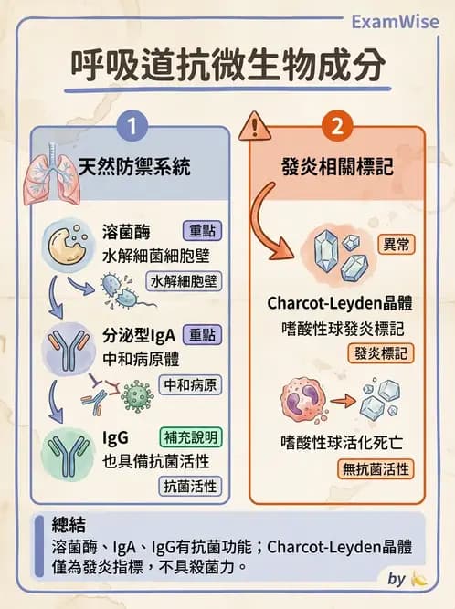 醫檢師 - 痰液一般鏡檢 - AI 圖文解析預覽
