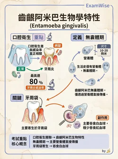 醫檢師 - 寄生蟲檢查-原蟲類 - AI 圖文解析預覽