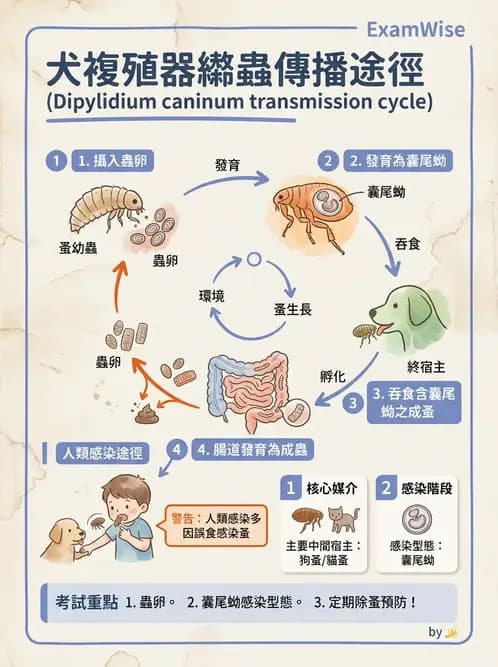 醫檢師 - 寄生蟲檢查-蠕蟲類 - AI 圖文解析預覽