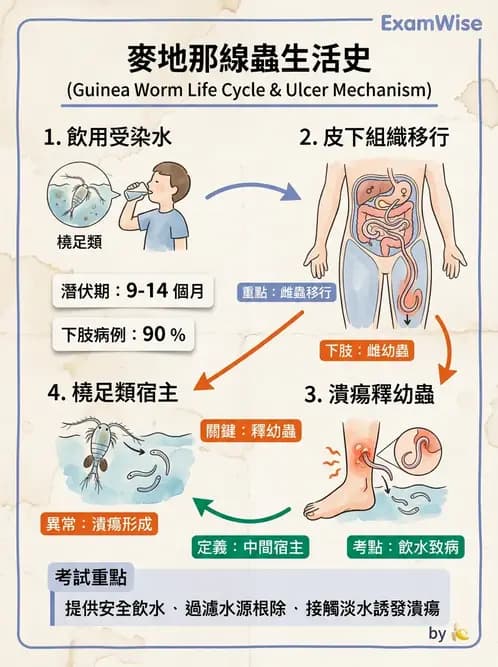醫檢師 - 寄生蟲檢查-蠕蟲類 - AI 圖文解析預覽