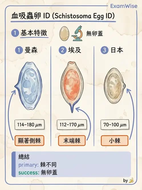 醫檢師 - 寄生蟲檢查-蠕蟲類 - AI 圖文解析預覽