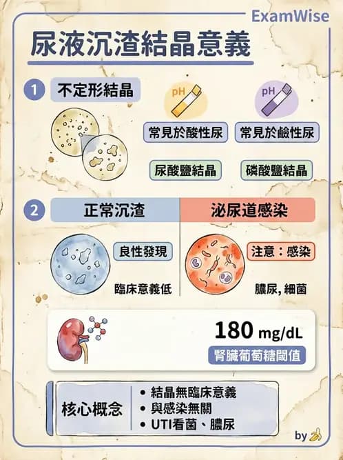 醫檢師 - 尿沉渣鏡檢與物理檢查 - AI 圖文解析預覽