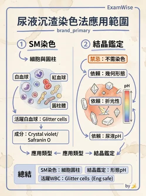 醫檢師 - 尿沉渣鏡檢與物理檢查 - AI 圖文解析預覽