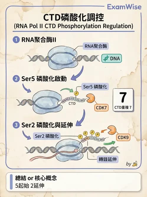 醫檢師 - 基礎分子生物學 - AI 圖文解析預覽