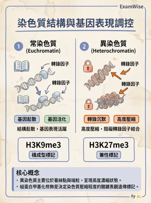 醫檢師 - 基礎分子生物學 - AI 圖文解析預覽