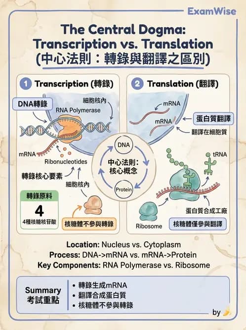 醫檢師 - 基礎分子生物學 - AI 圖文解析預覽