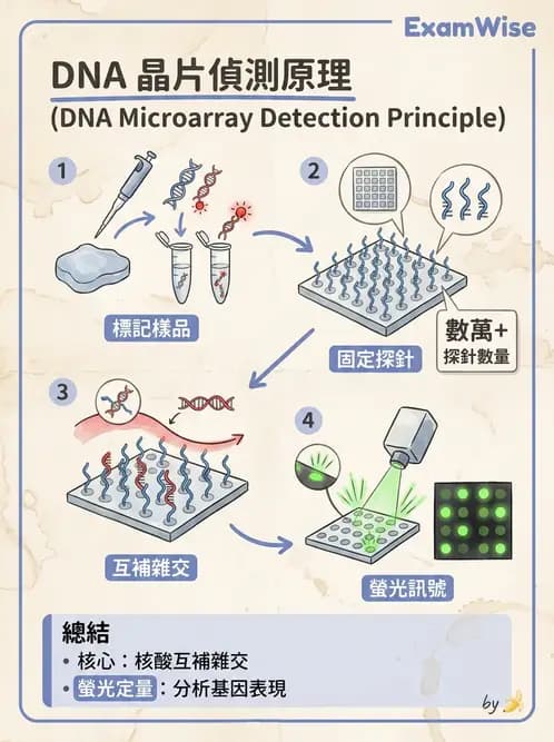 醫檢師 - 雜交探針與晶片技術 - AI 圖文解析預覽