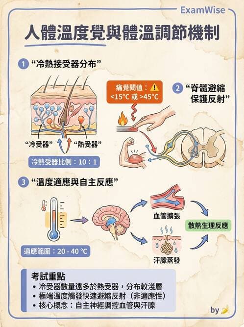 護理師 - 給藥原則與口服給藥 - AI 圖文解析預覽