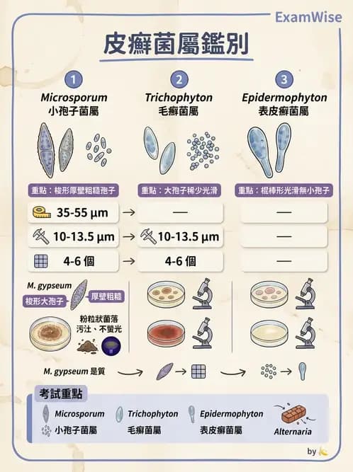 醫檢師 - 皮膚與皮下真菌感染 - AI 圖文解析預覽