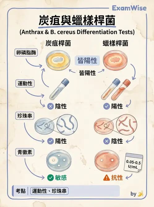 醫檢師 - 鏈球菌與其他革蘭氏陽性桿菌 - AI 圖文解析預覽