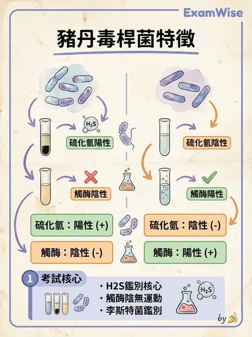 醫檢師 - 鏈球菌與其他革蘭氏陽性桿菌 - AI 圖文解析預覽