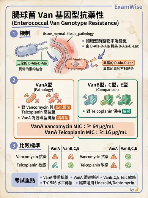 醫檢師 - 抗藥性機制 - AI 圖文解析預覽