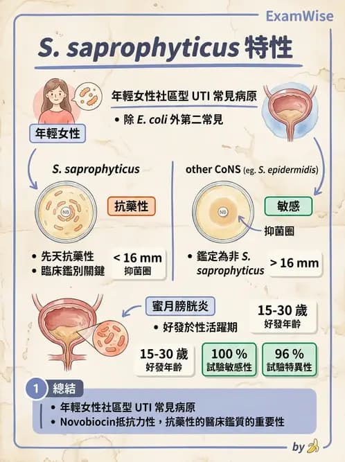 醫檢師 - 葡萄球菌與腸球菌 - AI 圖文解析預覽