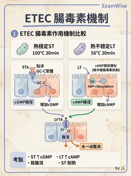 醫檢師 - 主要腸道致病菌 - AI 圖文解析預覽