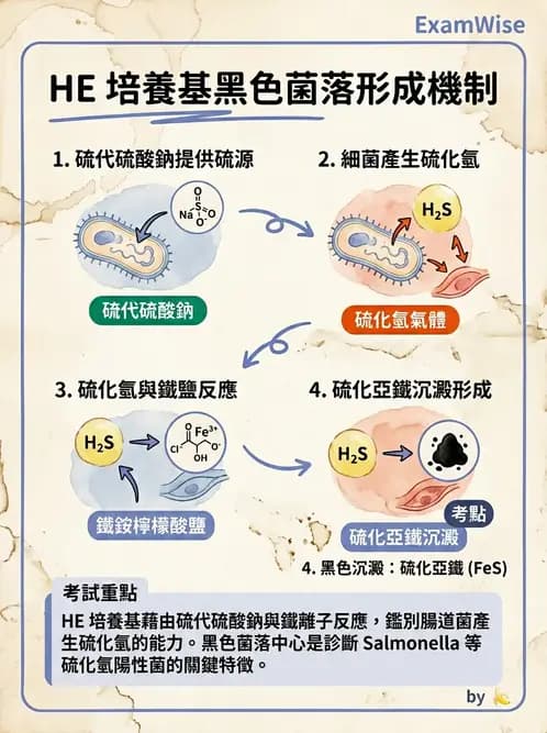 醫檢師 - 腸內菌鑑別方法與培養基 - AI 圖文解析預覽