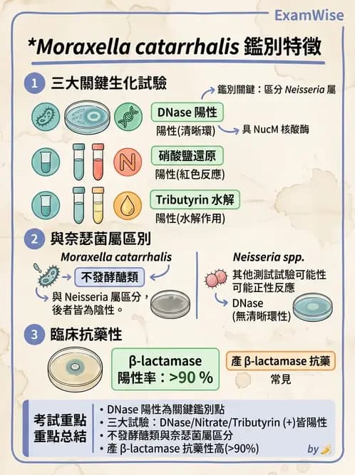 醫檢師 - 奈瑟菌與挑剔性革蘭氏陰性菌 - AI 圖文解析預覽