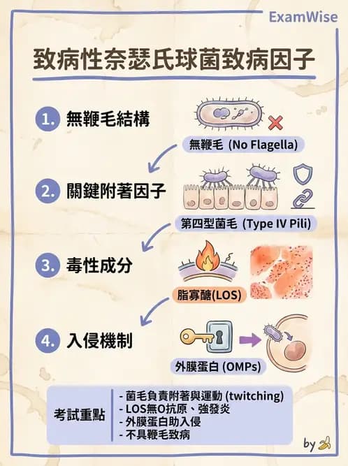 醫檢師 - 奈瑟菌與挑剔性革蘭氏陰性菌 - AI 圖文解析預覽