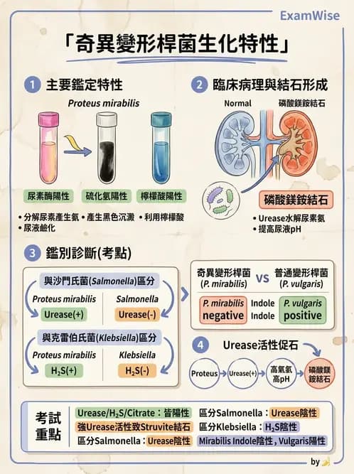 醫檢師 - 腸內菌鑑別方法與培養基 - AI 圖文解析預覽