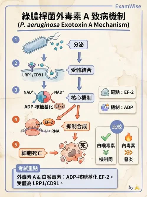 醫檢師 - 非發酵菌 - AI 圖文解析預覽