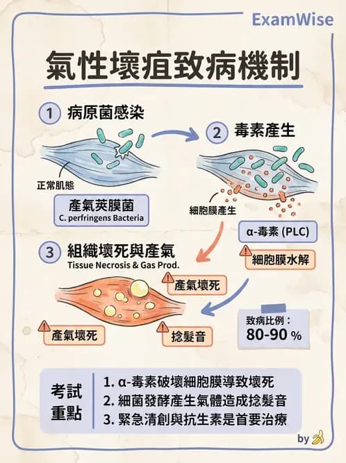 醫檢師 - 厭氧菌 - AI 圖文解析預覽
