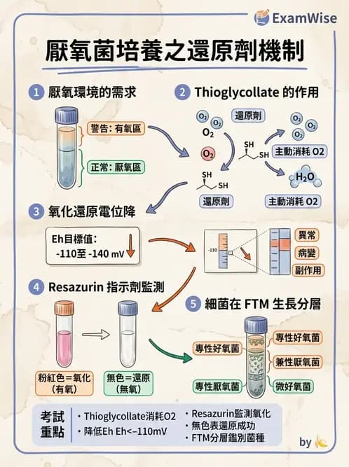 醫檢師 - 厭氧菌 - AI 圖文解析預覽