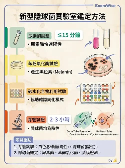 醫檢師 - 真菌診斷與治療 - AI 圖文解析預覽