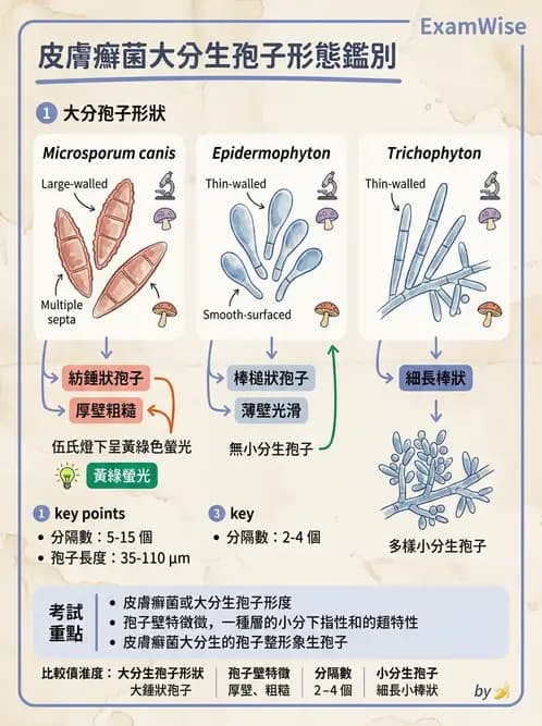 醫檢師 - 皮膚與皮下真菌感染 - AI 圖文解析預覽