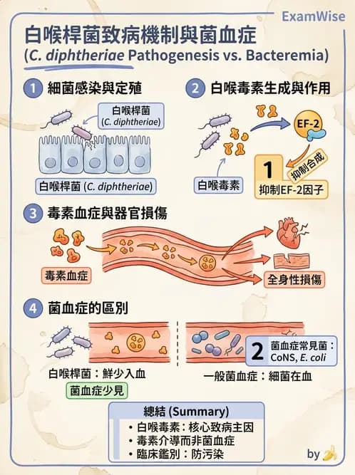 醫檢師 - 鏈球菌與其他革蘭氏陽性桿菌 - AI 圖文解析預覽