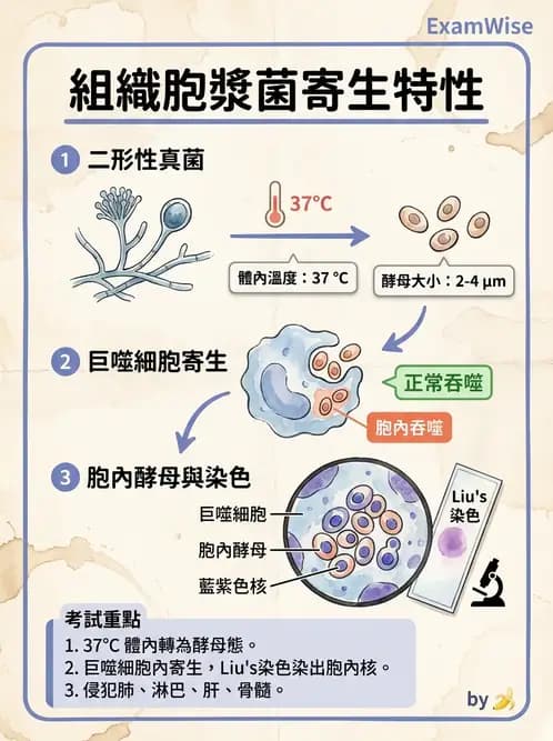 醫檢師 - 系統性與機會性真菌感染 - AI 圖文解析預覽