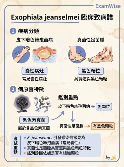 醫檢師 - 皮膚與皮下真菌感染 - AI 圖文解析預覽