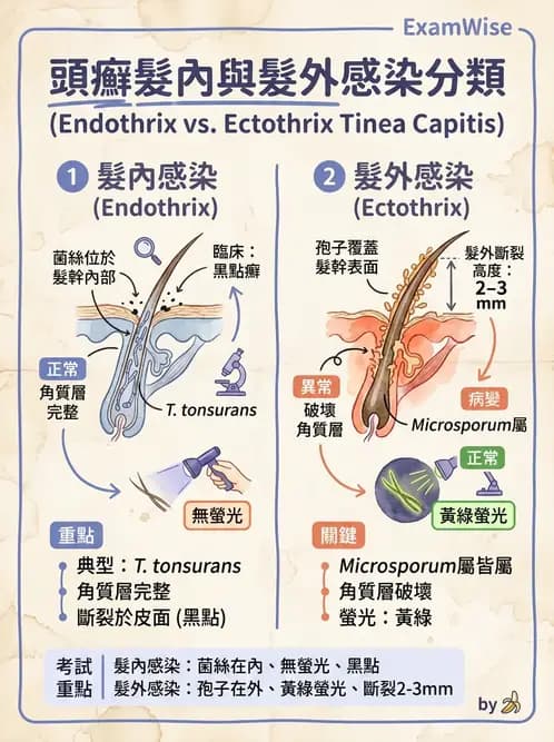 醫檢師 - 皮膚與皮下真菌感染 - AI 圖文解析預覽