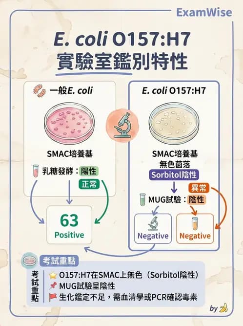 醫檢師 - 主要腸道致病菌 - AI 圖文解析預覽