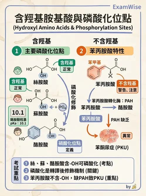 醫檢師 - 胺基酸代謝與先天性疾病 - AI 圖文解析預覽