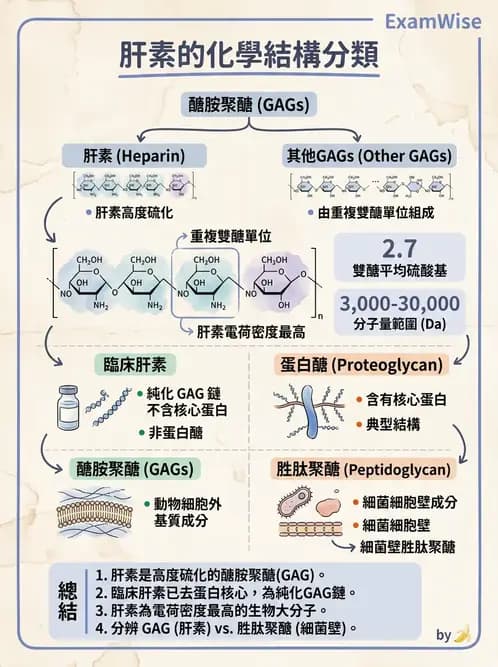 醫檢師 - 血清蛋白與蛋白質檢測 - AI 圖文解析預覽