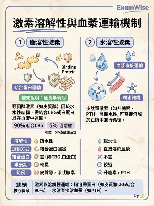 醫檢師 - 腎上腺與生殖內分泌 - AI 圖文解析預覽