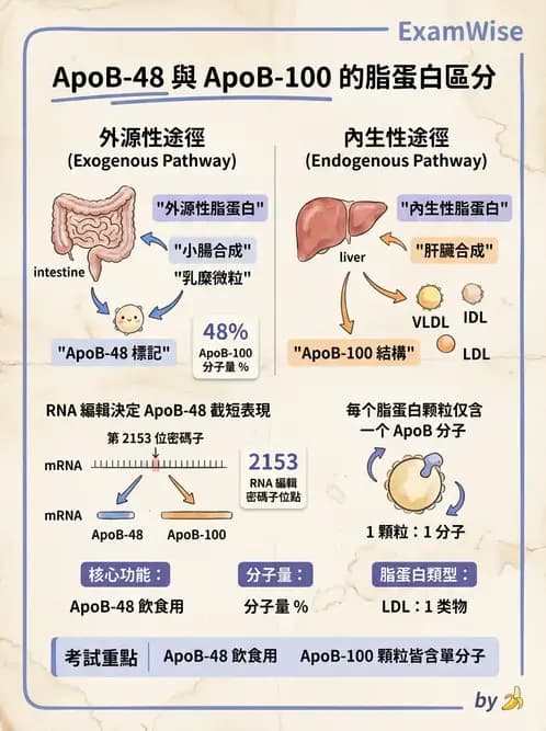 醫檢師 - 脂蛋白分類與臨床應用 - AI 圖文解析預覽