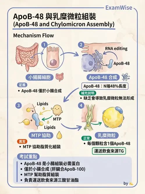 醫檢師 - 脂蛋白分類與臨床應用 - AI 圖文解析預覽