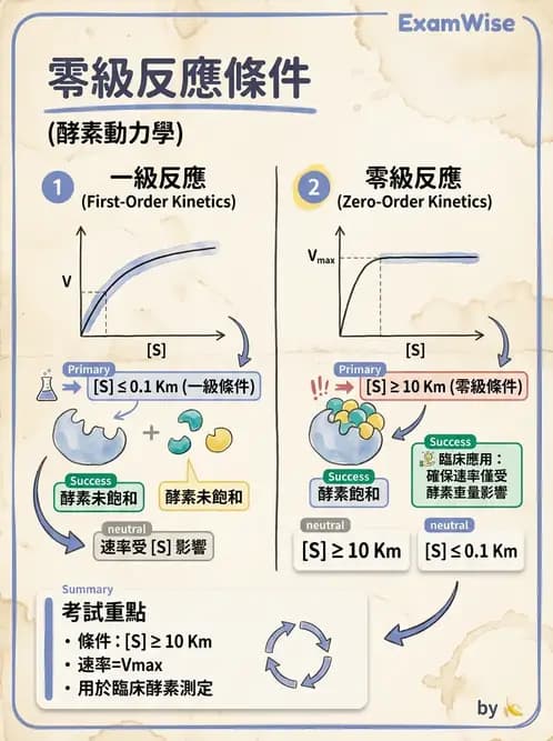 醫檢師 - 臨床酵素學基礎 - AI 圖文解析預覽